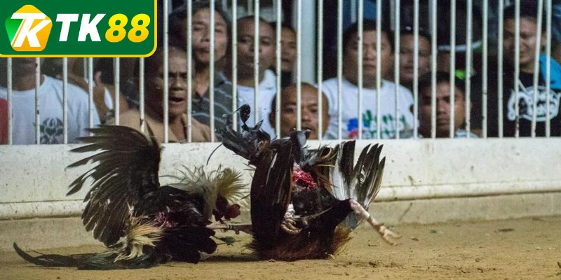 Quy định về thời gian cùng kết quả trong đá gà cựa dao 