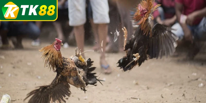 Tìm hiểu nguồn thông tin đáng tin cậy khi chơi đá gà cựa dao 