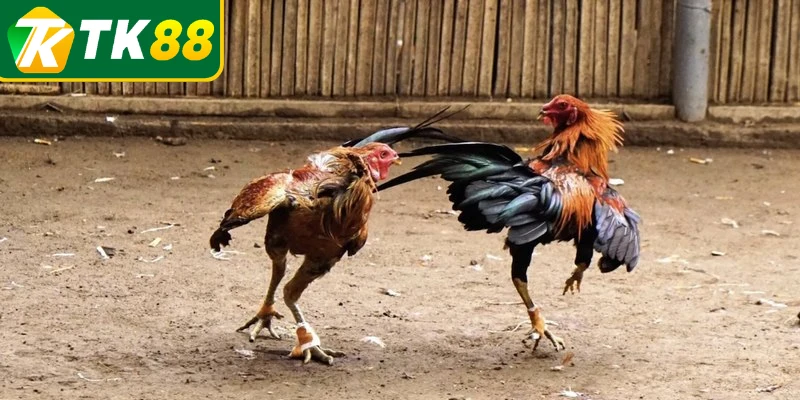 Kiểm tra và đọc kỹ về luật chơi đá gà 